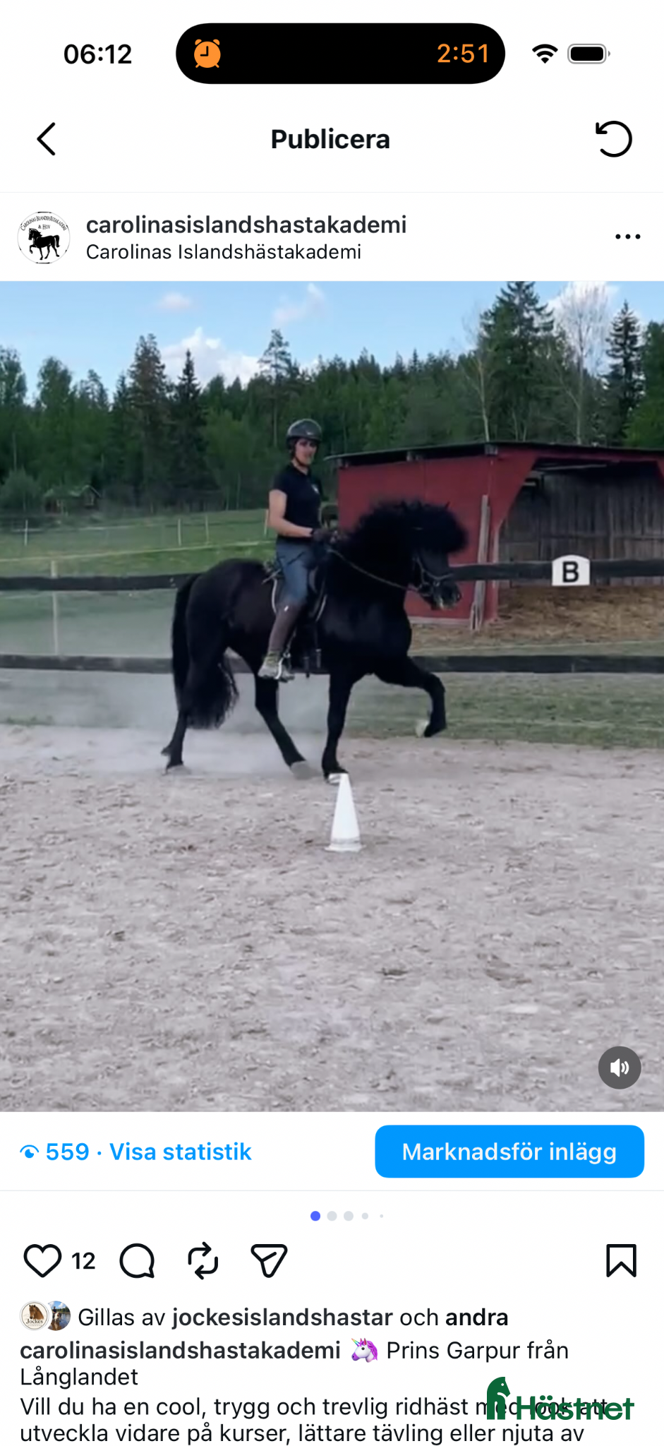 Island hästar till salu: Prins Garpur 👑  - Annons 1