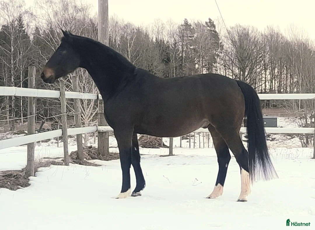 Allround hästar till salu: Secret-Sir Donerhall I-De Niro - Annons 2