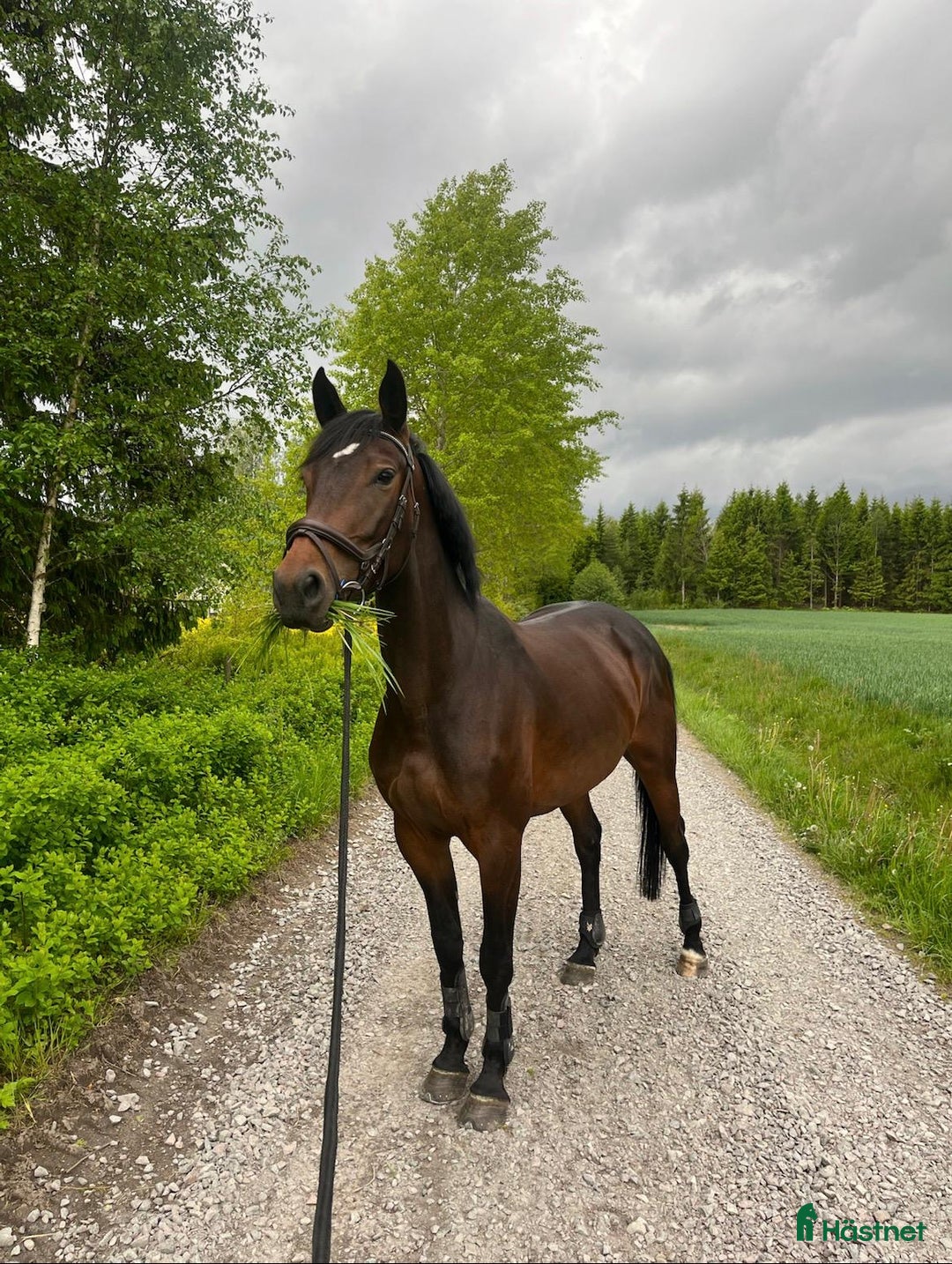 Allround hästar till salu: Utvecklingsbart snällt sto i Vänersborg - Annons 3
