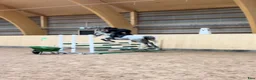 Hoppning hästar till salu: C ponny - Annons 3