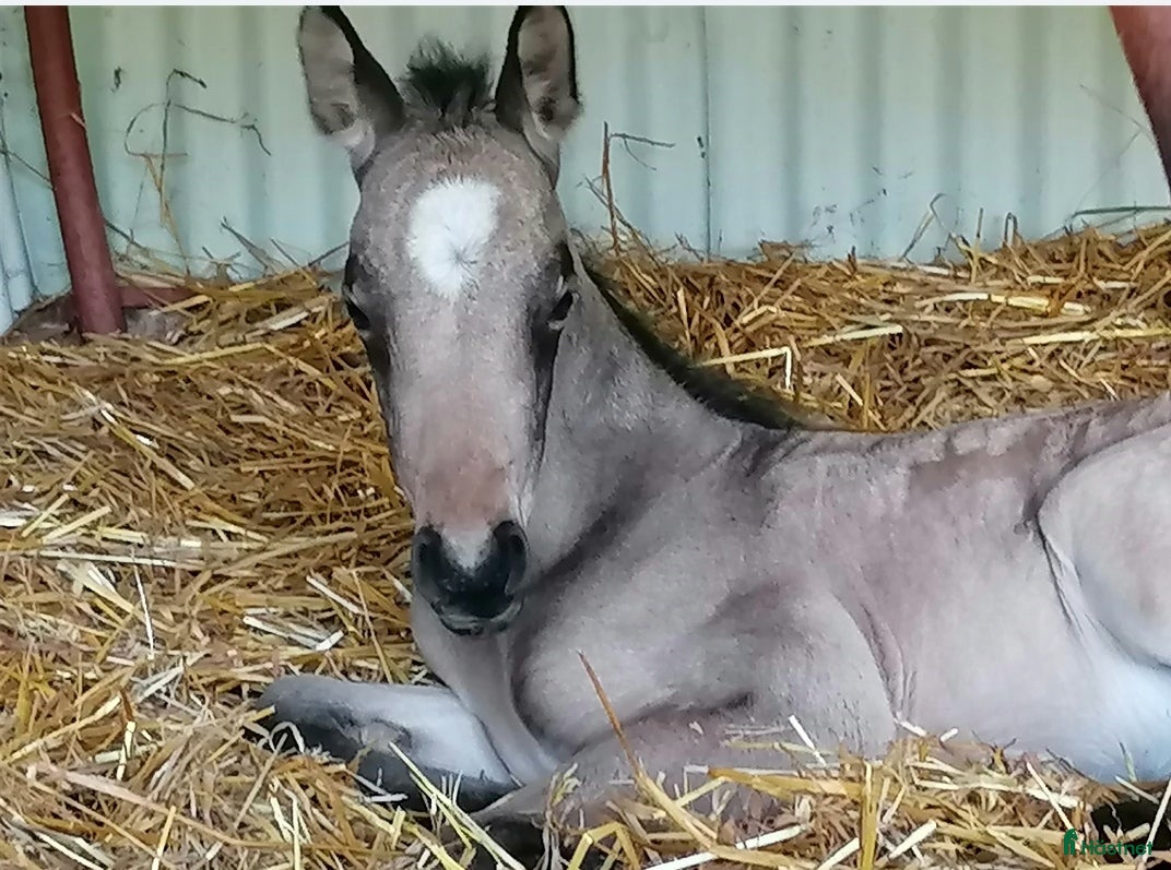  hästar Doremi vill ha en egen människa  i Motala - Annons 1