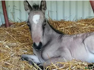 hästar Doremi vill ha en egen människa i Motala - Annons 1