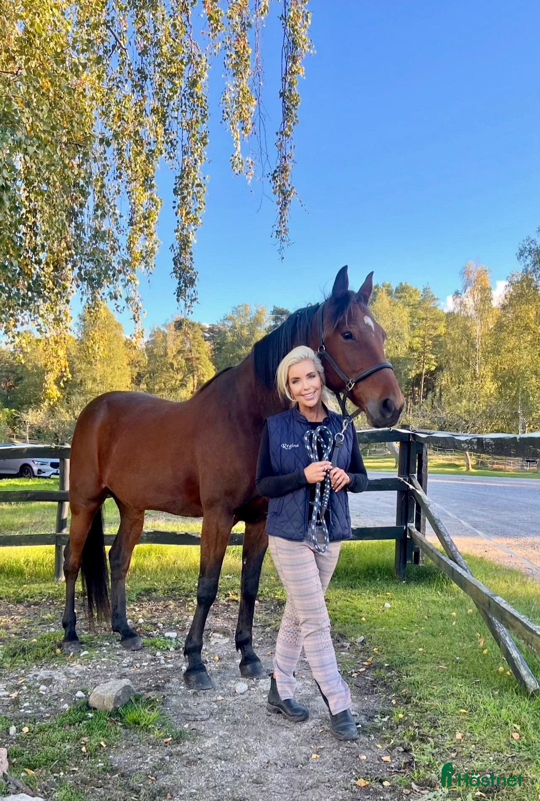 Allround hästar till salu: FANCY RIDE - snäll bästa vän med potential i Adelsö - Annons 5