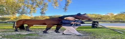 Allround hästar till salu: FANCY RIDE - snäll bästa vän med potential - Annons 5