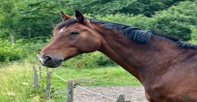  hästar Världens trevligaste läromästare i Rimbo - Annons 4