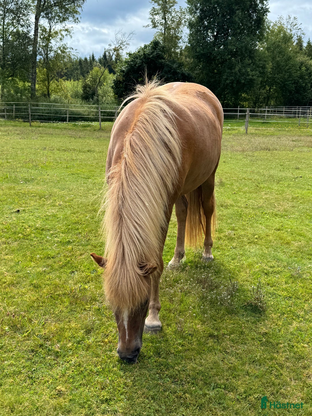 Island hästar till salu: Gullan - barnbarn till en 🌟!! i Skånes Fagerhult - Annons 2
