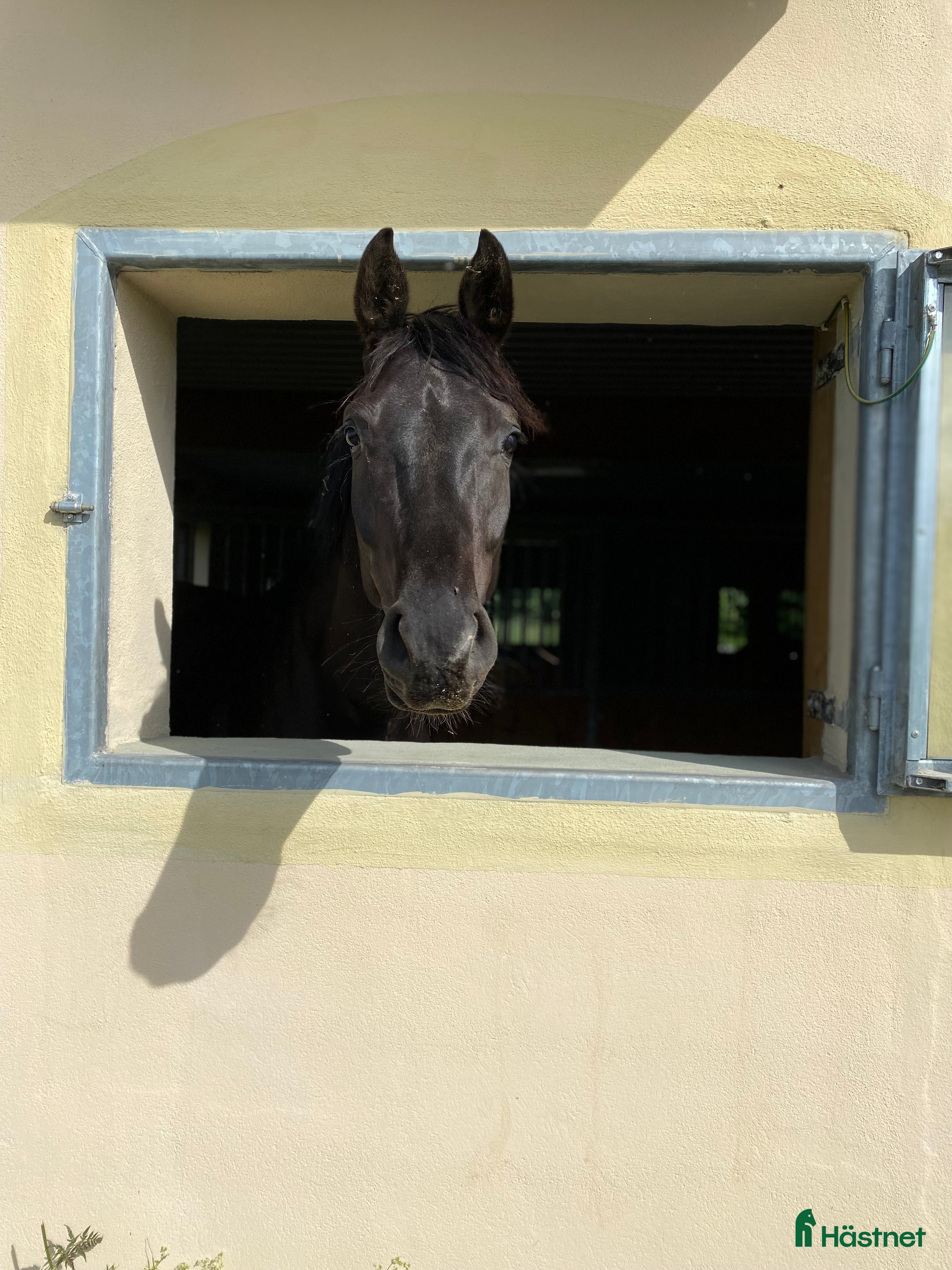  hästservice Konvalescensstall i Enköping - Annons 20