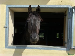 hästservice Konvalescensstall i Enköping - Annons 20