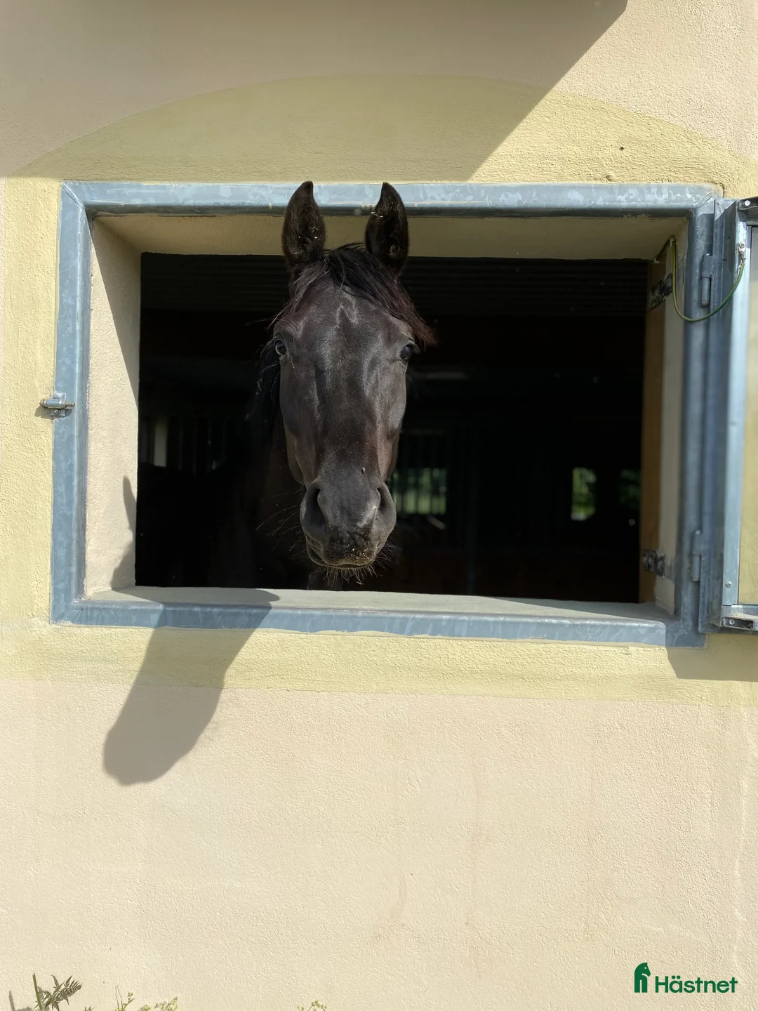 hästservice finnes: Konvalescensstall i Enköping - Annons 1