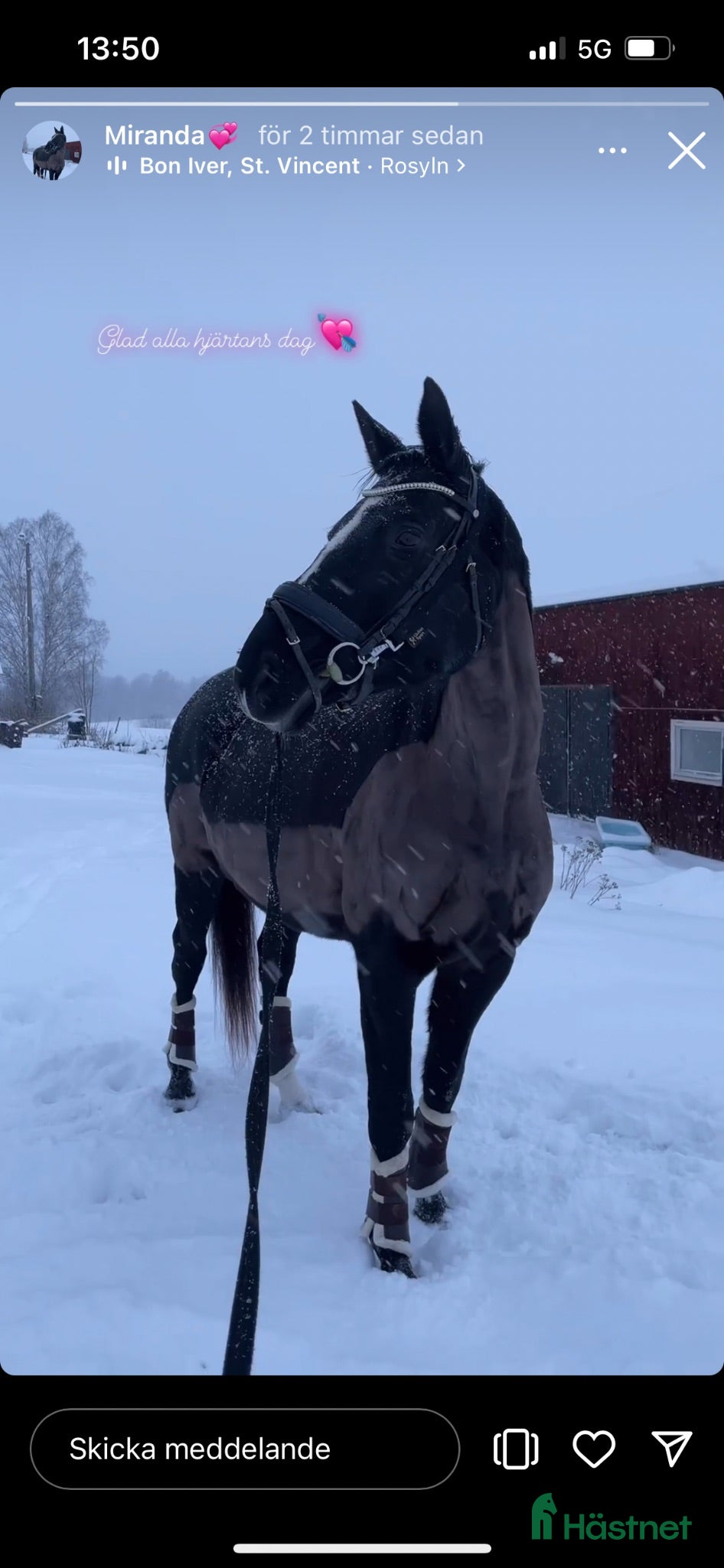  hästar Trevligt sto - Annons 1