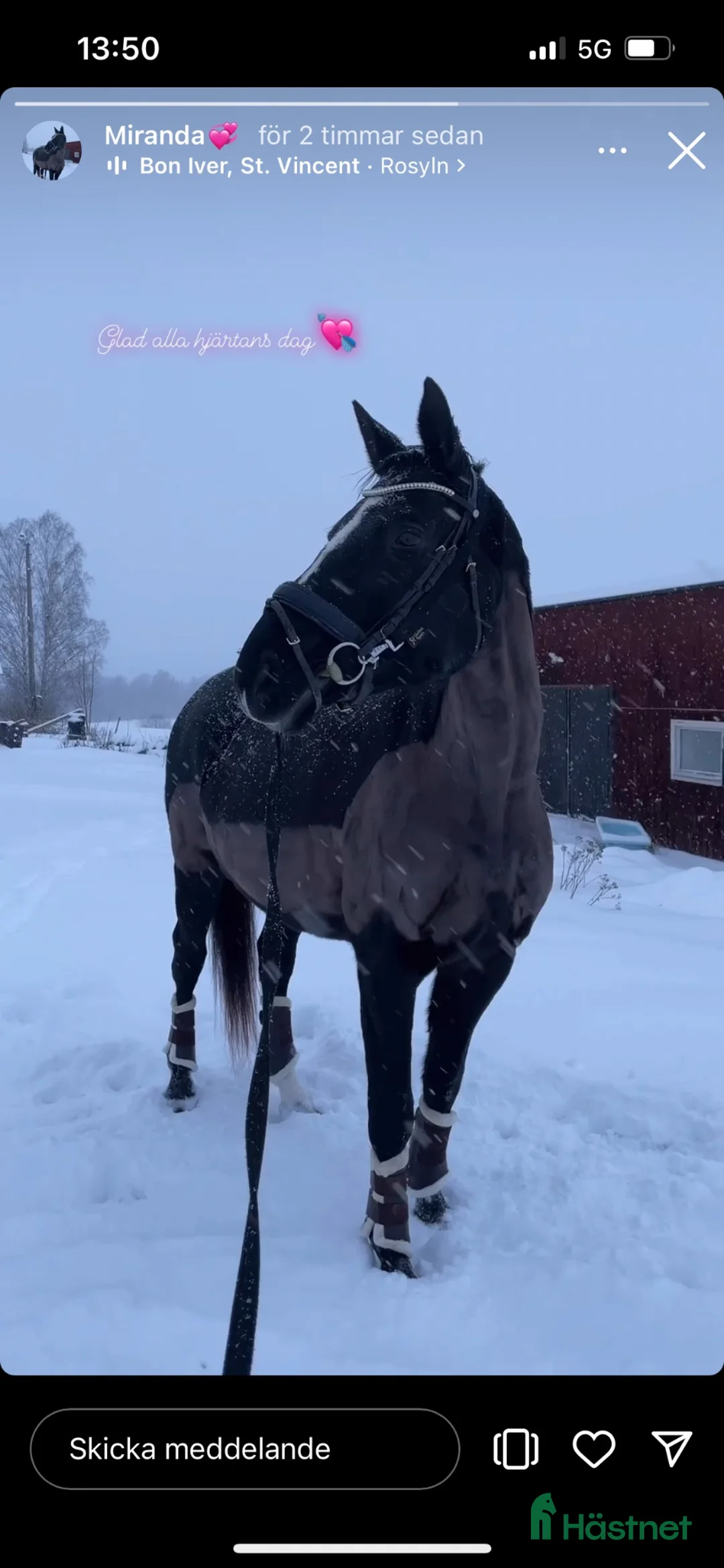 Allround hästar till salu: Trevligt sto i Stora Skedvi - Annons 1