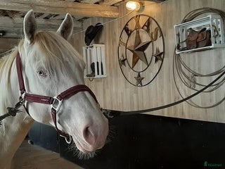 hästar i Lillkyrka - Annons 15