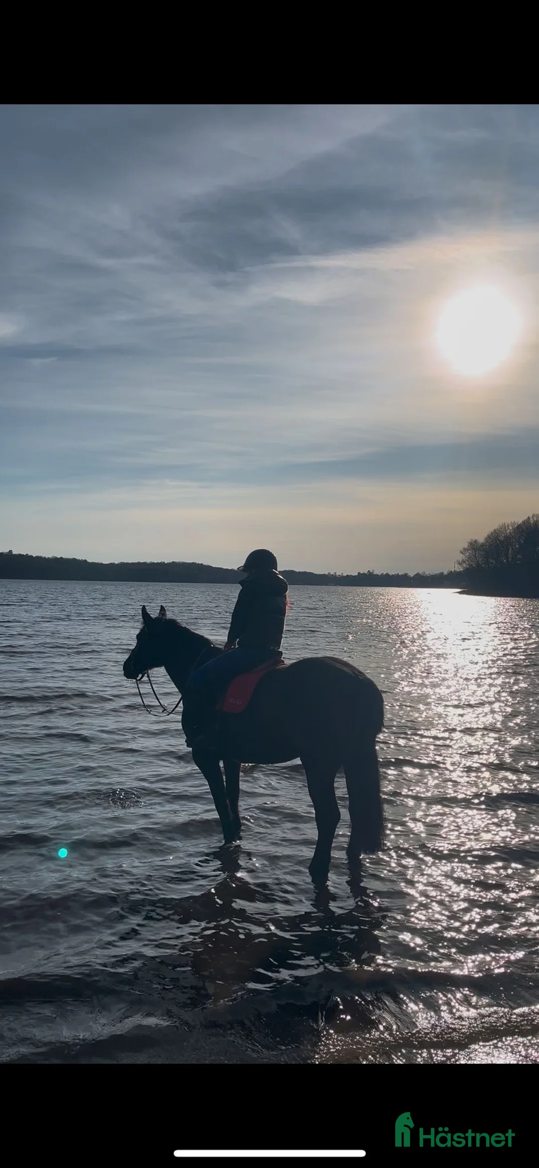 Allround hästar till salu: Sto till salu. - Annons 2