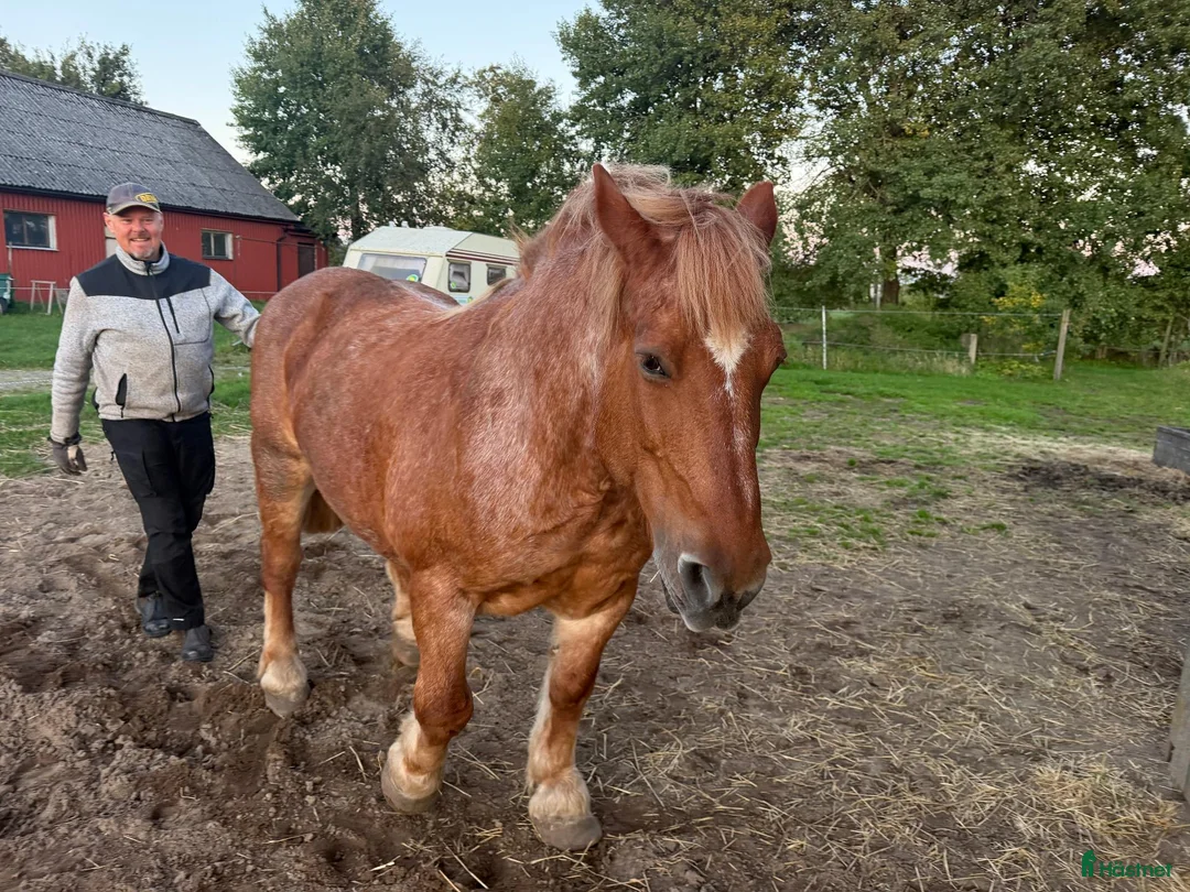 Sällskap hästar till salu: Skogsmulle och sällskap i Hörby - Annons 3