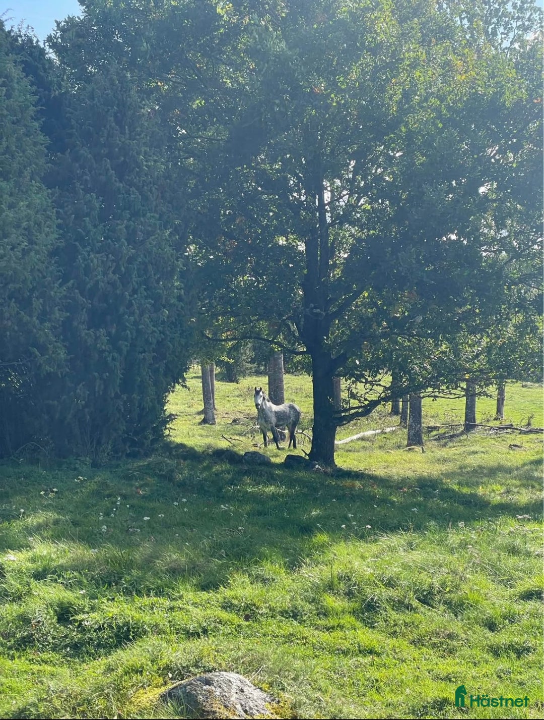  stallplats finnes: Boende m lösdrift o 10 boxar söder om Stockholm i Nyköping - Annons 8