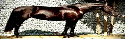 Allround hästar till salu: Black Pearl Waria – Exceptional 5-Year-Old Mare - Annons 13