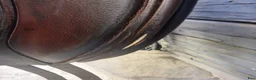 Sadlar hästutrustning till salu: Brun Jaguar äldre modell - Annons 5