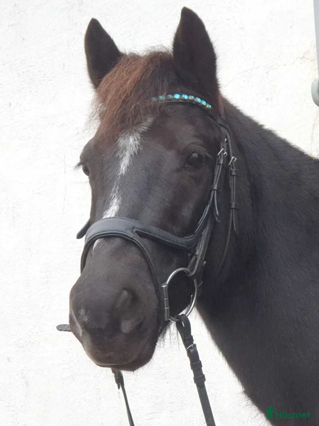 Hoppning hästar till salu: Ponny med härlig personlighet söker ny bästa vän i Malmö - Annons 2