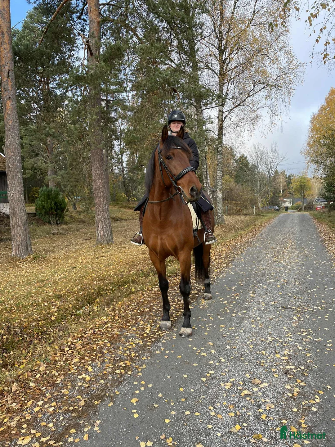 Allround hästar till salu: Lasse söker hem med uteritter och ev körning - Annons 3