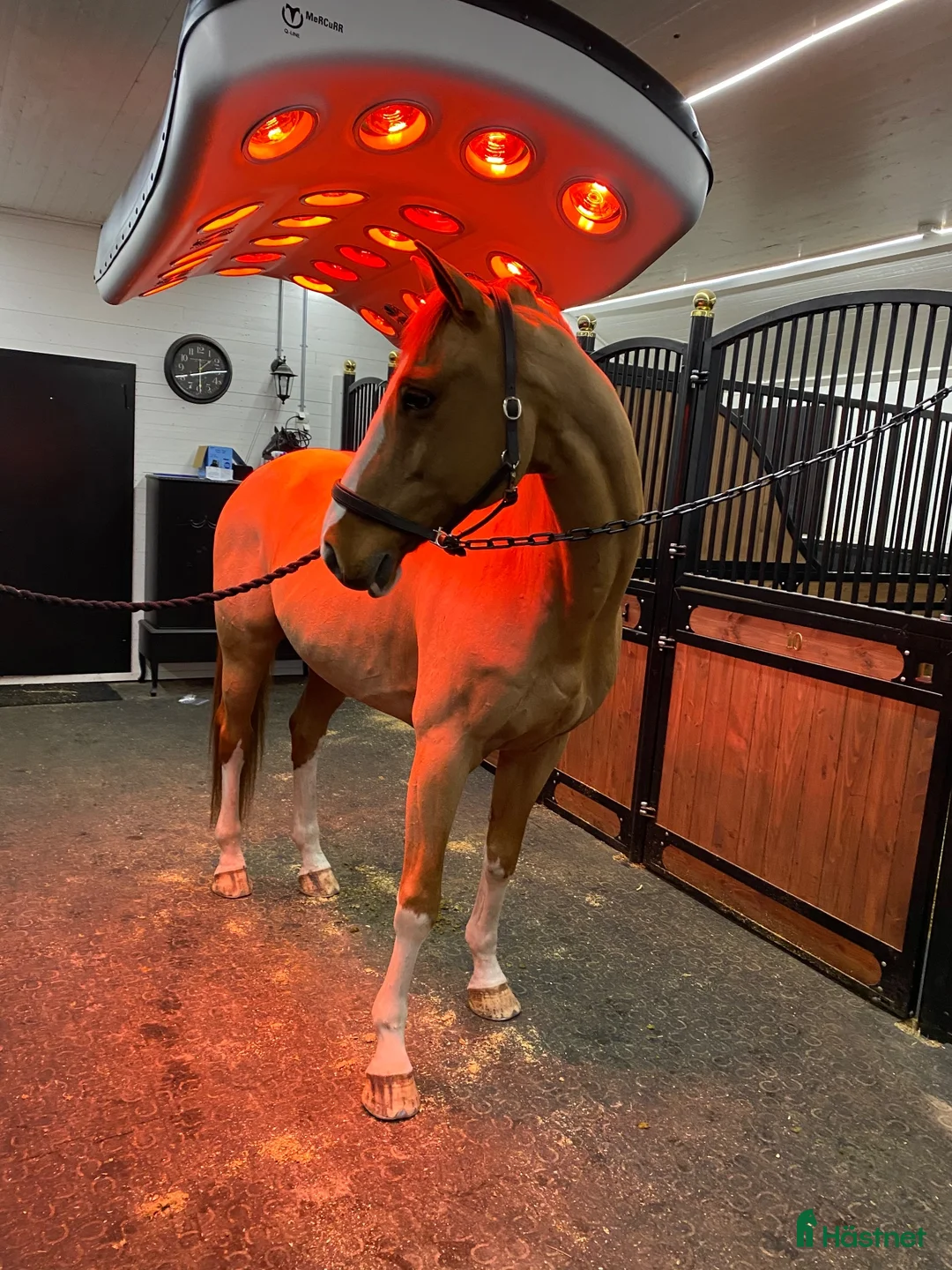 Hästinspirerad heminredning övrig utrustning till salu: Solarium - Annons 3