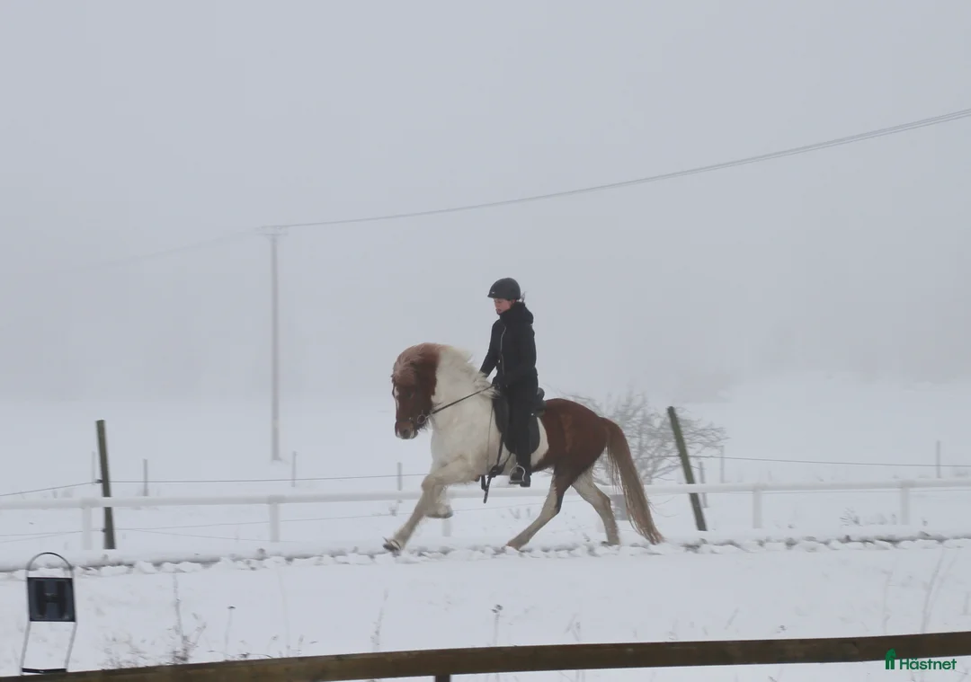 Island hästar till salu: Flott femgångssto dräktig m Havadi frá Haukholtum i Östhammar - Annons 10