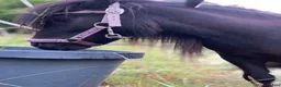 Sällskap hästar till salu: Supersöt miniatyrshettis - Annons 6