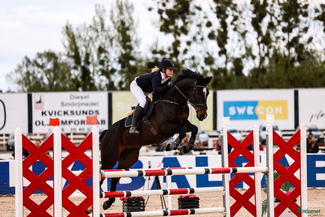 Hoppning hästar till salu: Lovande valack för de största uppgifterna! i Enhörna - Annons 1