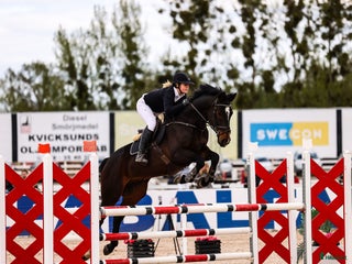 hästar Lovande valack för de största uppgifterna! i Enhörna - Annons 18