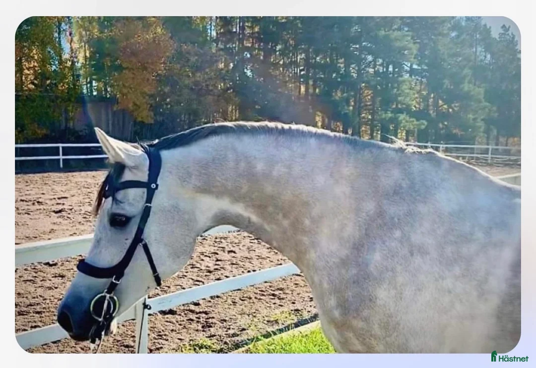  medryttarhäst finnes: Söker 1-2 rutinerade medryttare till mina hästar  i Grillby - Annons 2