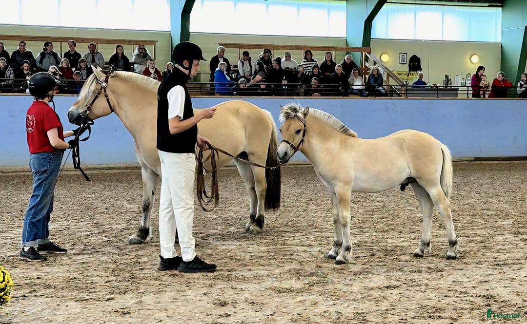 Allround hästar till salu: Rastypisk hingstunge i Bruzaholm - Annons 2