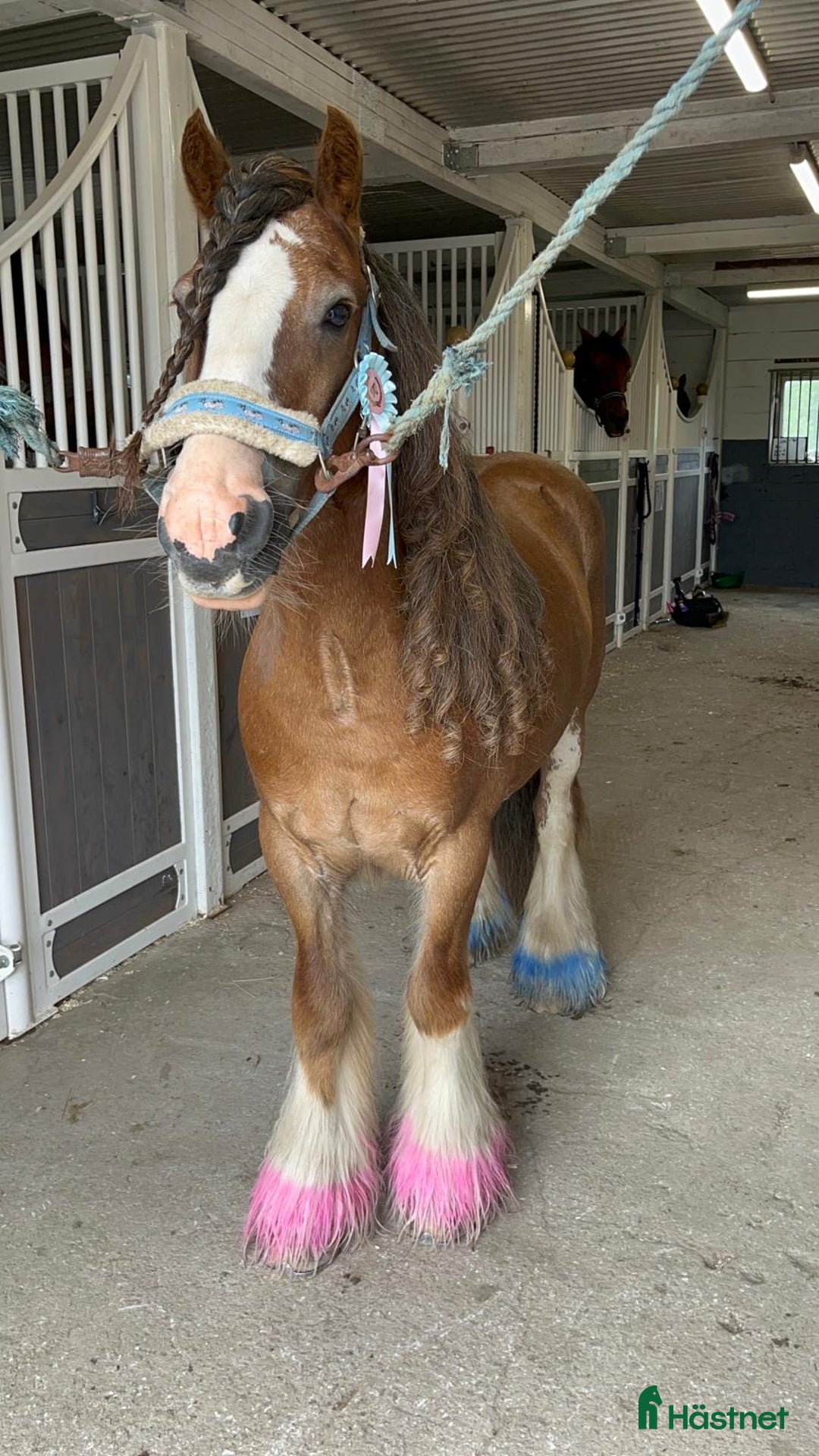 Hoppning hästar till salu: Fräck tävlingsponny! i Vedum - Annons 2