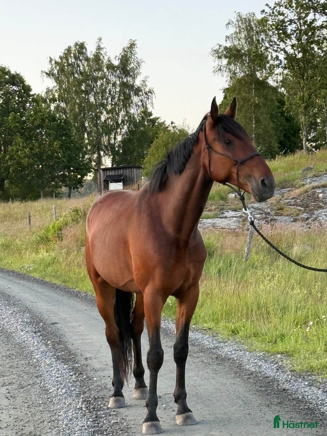 Allround hästar till salu: Fin valack i Onsala - Annons 2