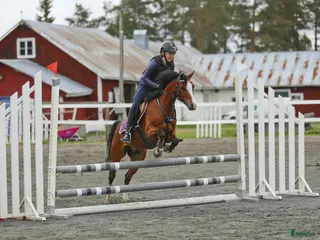 foderhäst B ponny ( hoppning ) söker sin fodervärd i Norr! - Annons 2