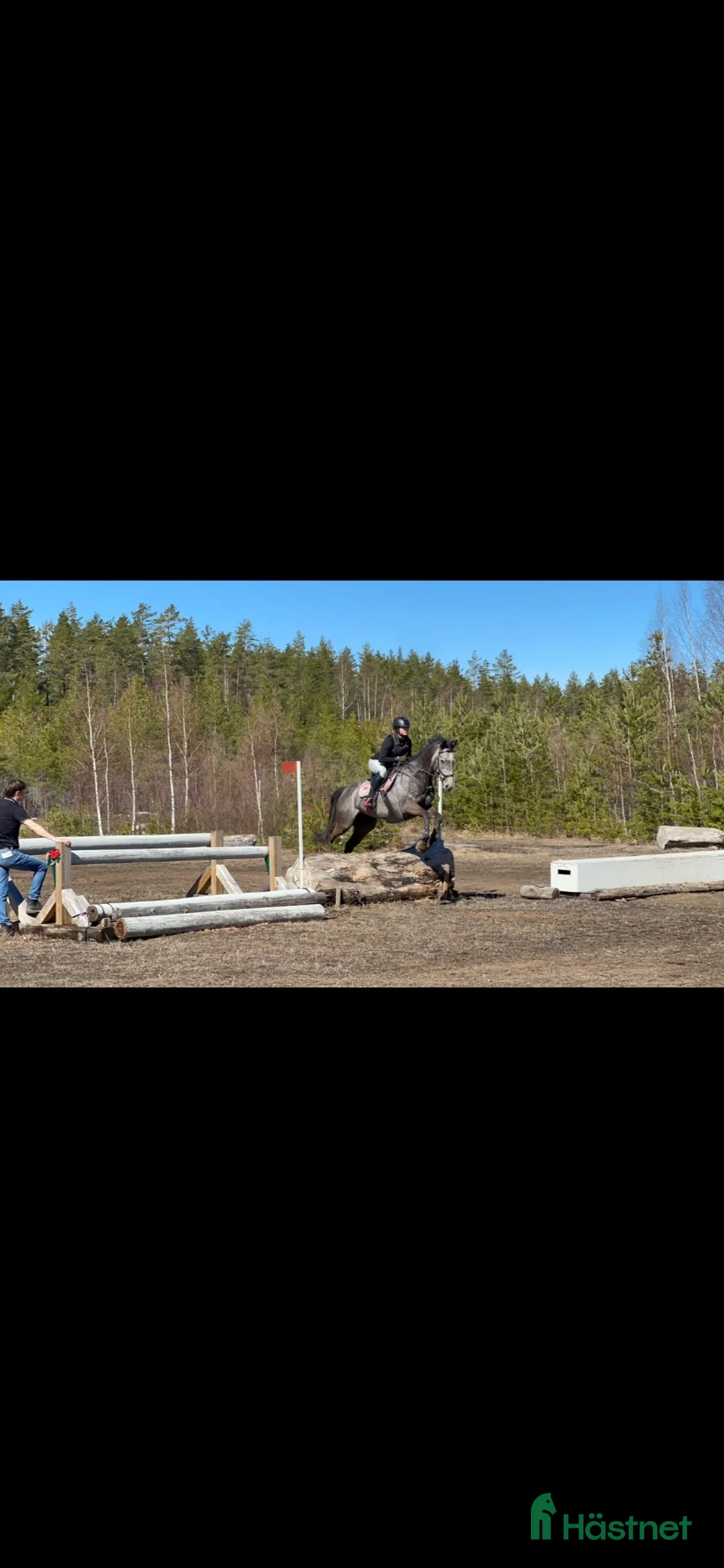Allround hästar till salu: Fantastiskt hobbyhäst - Annons 4