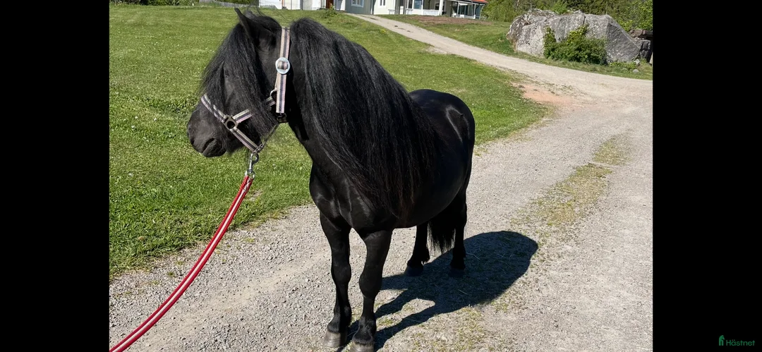Övrigt hästar till salu: Trevlig Shettis i Ingatorp - Annons 2