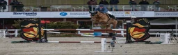 Hoppning hästar till salu: Prosjekthest med stort potensial - Annons 2