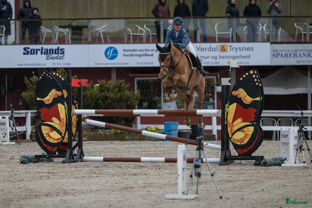 Hoppning hästar till salu: Prosjekthest med stort potensial - Annons 2