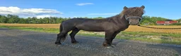 Island hästar till salu: Projekt/gör det själv - Annons 1