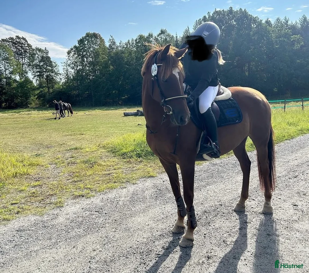 Allround hästar till salu: D-ponny sto för lättare ridning/uteritter - Annons 2