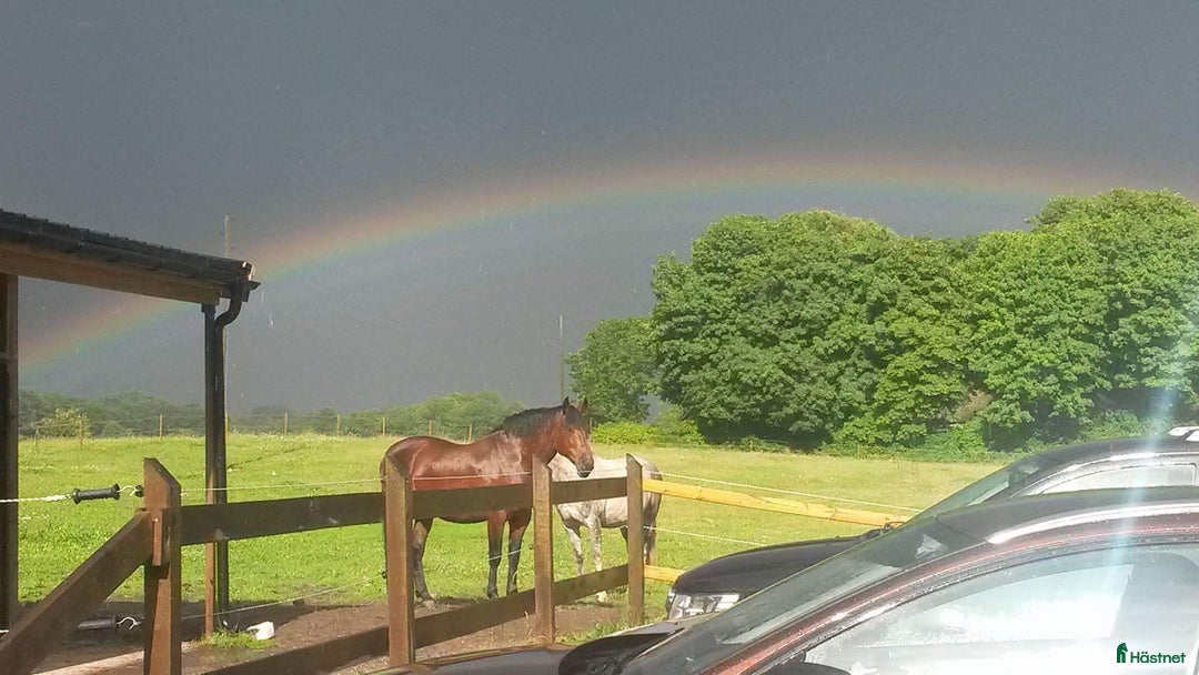 Sällskap hästar till salu: Två trevliga valacker säljes i Degeberga - Annons 6