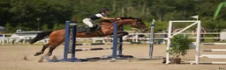 Allround hästar till salu: ❤️ Talangfull maxad C-ponny med stor kapacitet ❤️ - Annons 1