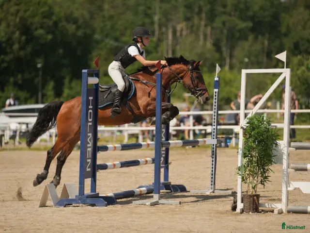 hästar till salu: ❤️ Talangfull maxad C-ponny med stor kapacitet ❤️ - Annons 1