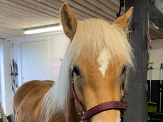 hästar Haflingersto i Sandsjöfors - Annons 4