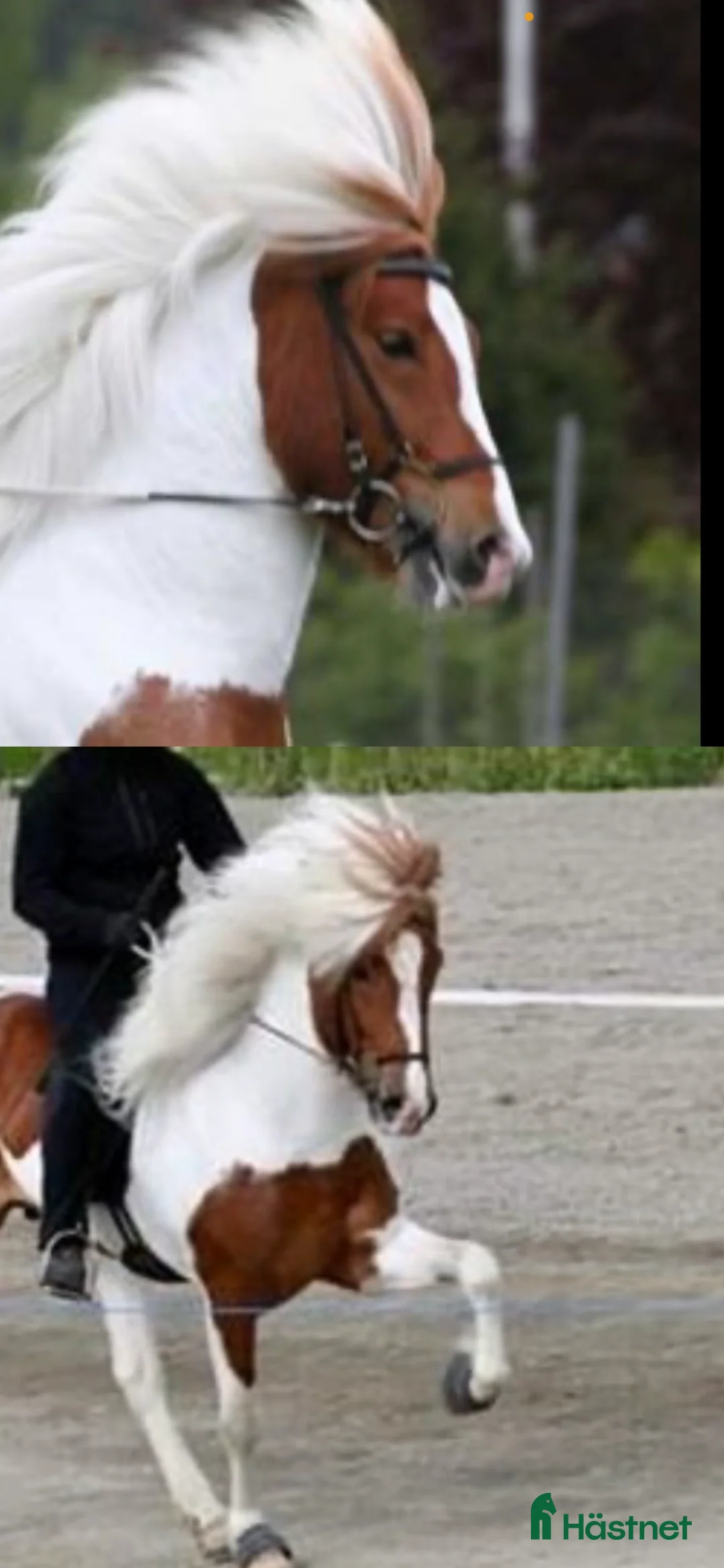 Island hästar till salu: Fint sto född -2024 i Hammarö - Annons 5