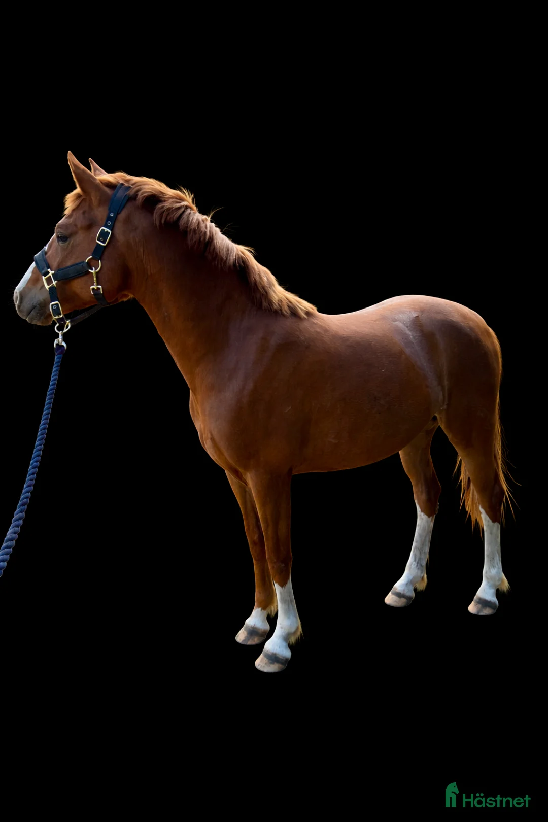 Allround hästar till salu: C-ponny sto welshpartbred-23  - Annons 2