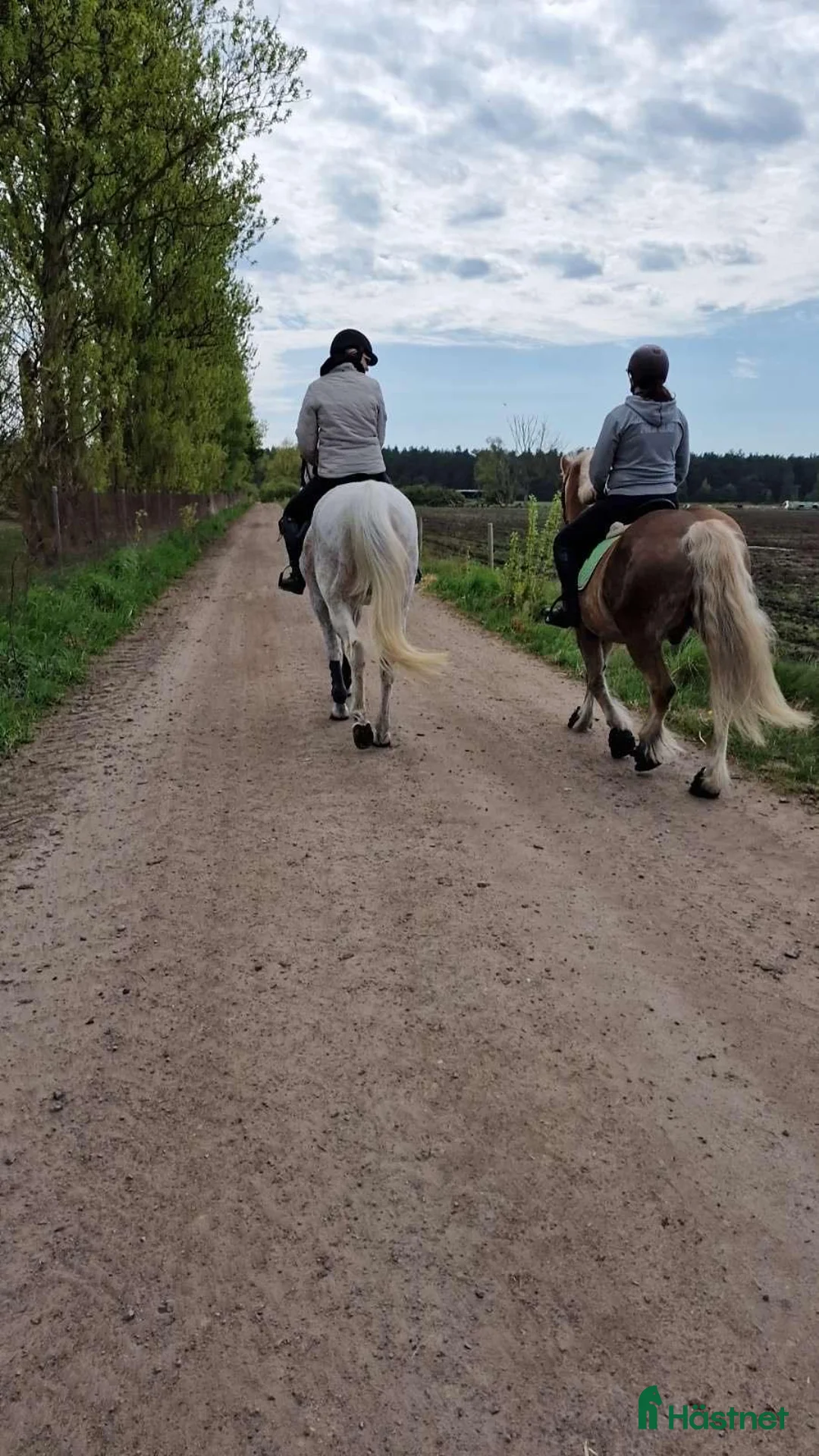  foderhäst finnes: Foderhästar - Annons 1