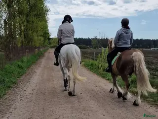 foderhäst Foderhästar - Annons 14