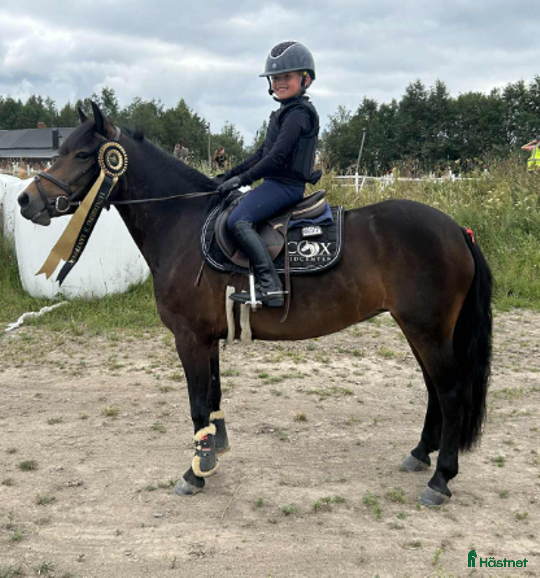 Hoppning hästar till salu: Härlig B-ponny! i Skellefteå - Annons 1