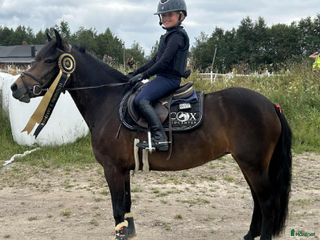 hästar Härlig B-ponny! i Skellefteå - Annons 2