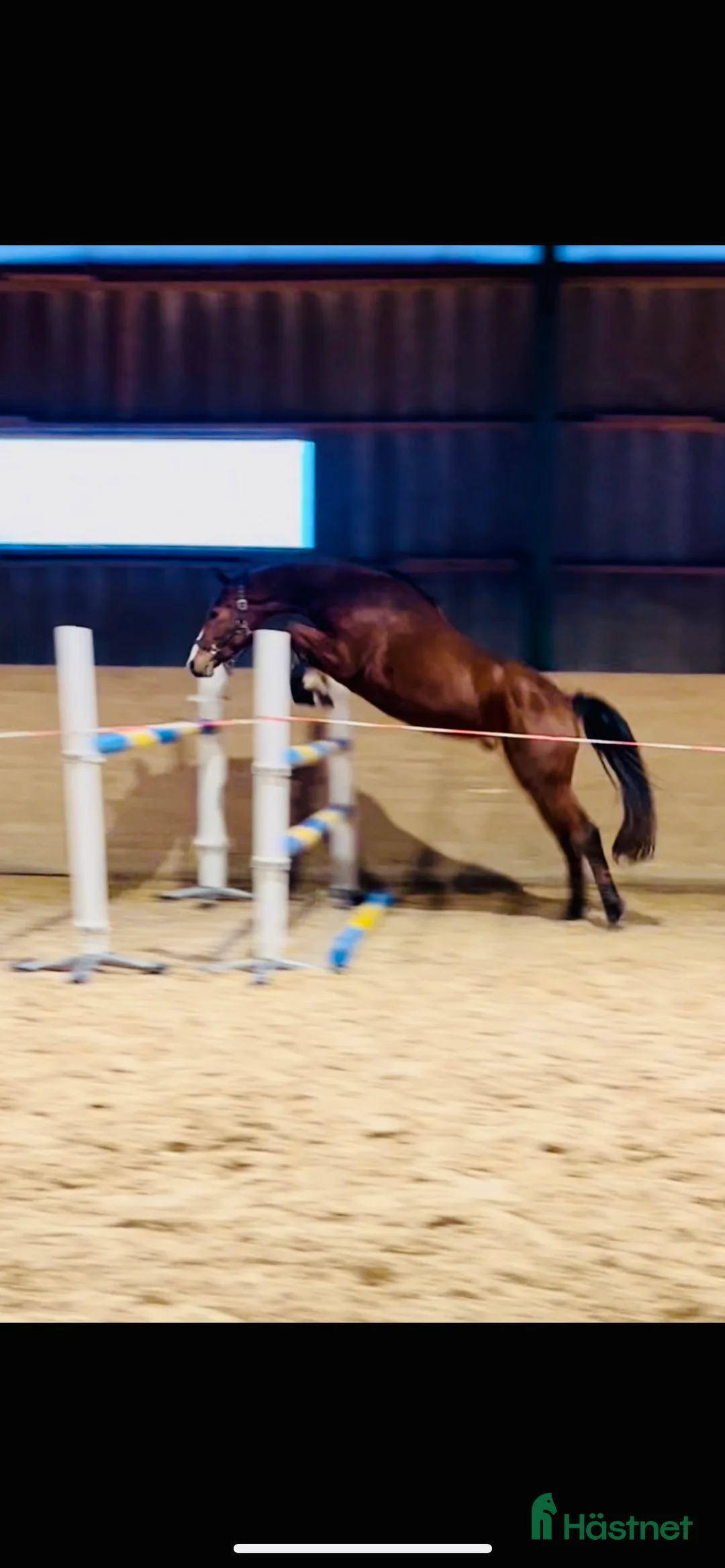 Hoppning hästar till salu: Unghästar, flera i Västerås - Annons 3